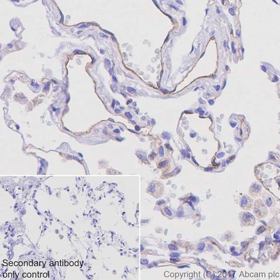 Immunohistochemistry (Formalin/PFA-fixed paraffin-embedded sections) - Anti-ICAM2 antibody [EPR19114-113] (AB197570)