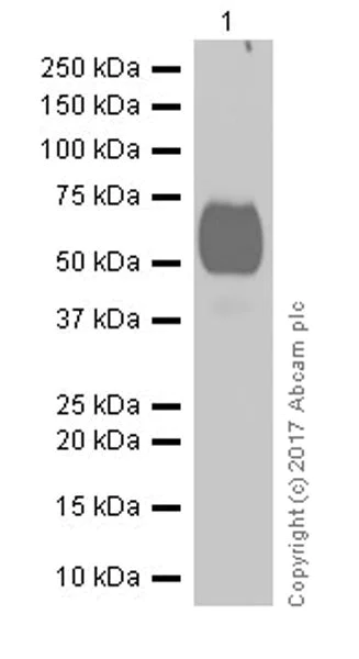 Western blot - Anti-ICAM2 antibody [EPR19114-113] (AB197570)