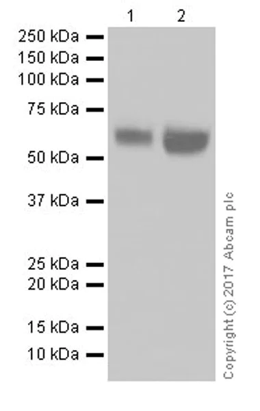 Western blot - Anti-ICAM2 antibody [EPR19114-113] (AB197570)