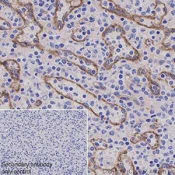 Immunohistochemistry (Formalin/PFA-fixed paraffin-embedded sections) - Anti-ICAM2 antibody [EPR19114-113] - BSA and Azide free (AB225802)
