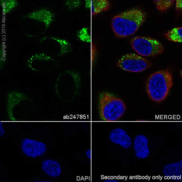 Immunocytochemistry/ Immunofluorescence - Anti-ICAM3 antibody [EPR3994-123] - BSA and Azide free (AB247851)