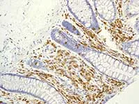 Immunohistochemistry (Formalin/PFA-fixed paraffin-embedded sections) - Anti-ICAM3 antibody [EPR3994-123] - BSA and Azide free (AB247851)