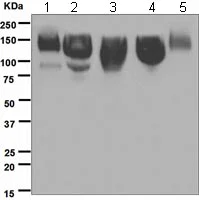 Western blot - Anti-ICAM3 antibody [EPR3994-123] - BSA and Azide free (AB247851)