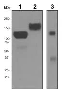 Western blot - Anti-ICAM3 antibody [EPR3995] - BSA and Azide free (AB247700)