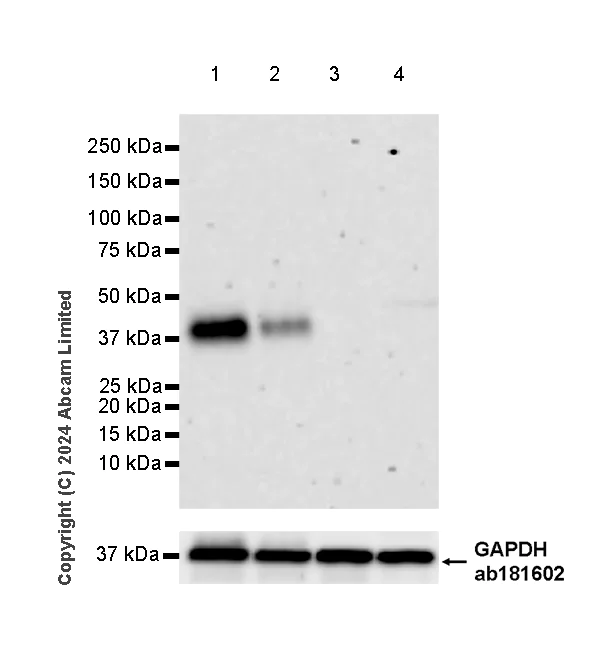 Western blot - Anti-ICAM4 antibody [EPR29369-594] - BSA and Azide free (AB324766)