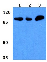 Western blot - Anti-ICAM5 antibody (AB192415)
