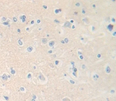 Immunohistochemistry (Formalin/PFA-fixed paraffin-embedded sections) - Anti-ICAM5 antibody (AB232785)