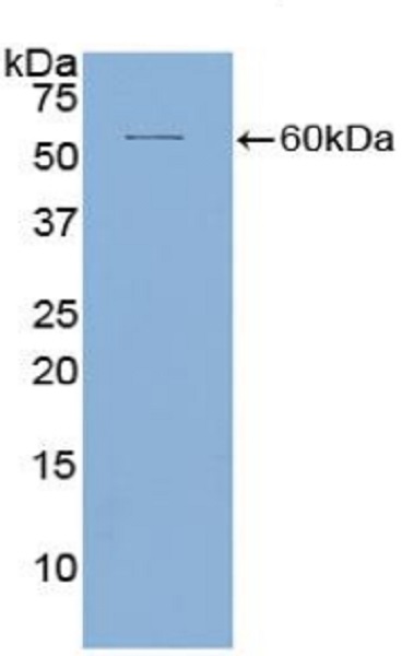 Western blot - Anti-ICAM5 antibody (AB232785), expandable thumbnail