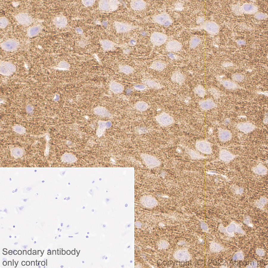 Immunohistochemistry - Anti-ICAM5 antibody [EPR25850-86] (AB302899), expandable thumbnail