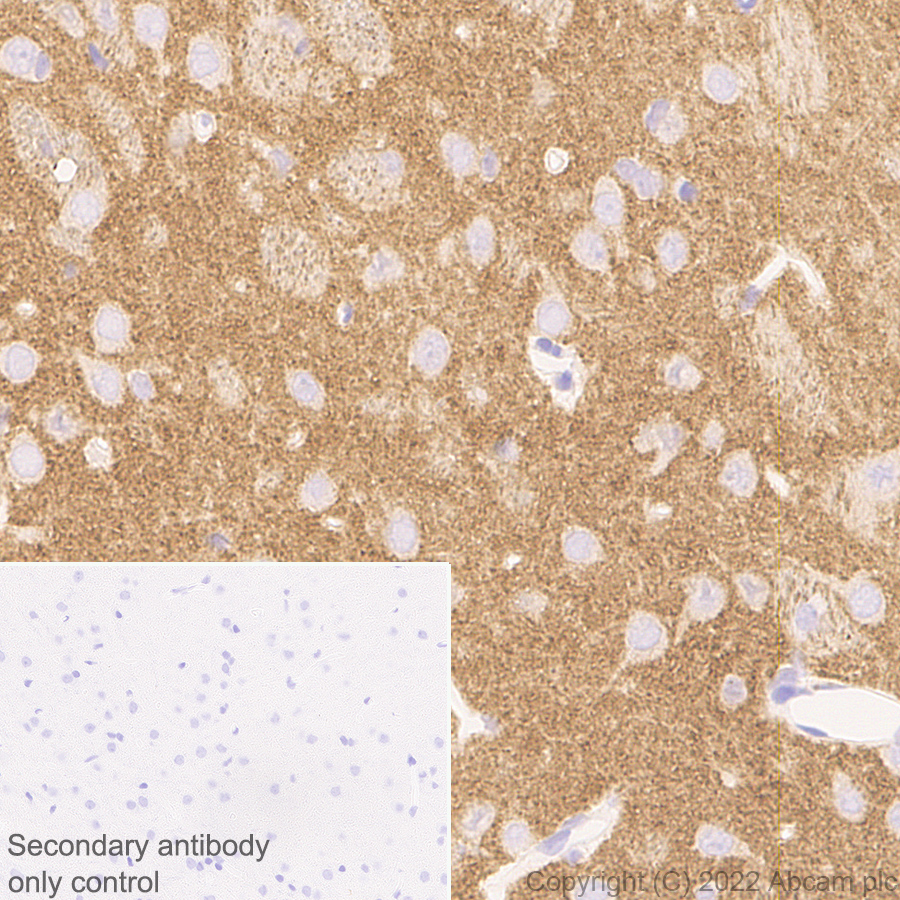 Immunohistochemistry - Anti-ICAM5 antibody [EPR25850-86] (AB302899), expandable thumbnail
