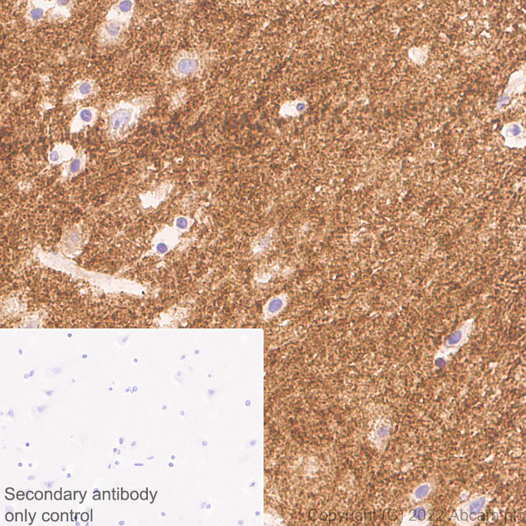 Immunohistochemistry - Anti-ICAM5 antibody [EPR25850-86] (BSA and Azide free) (AB302900)