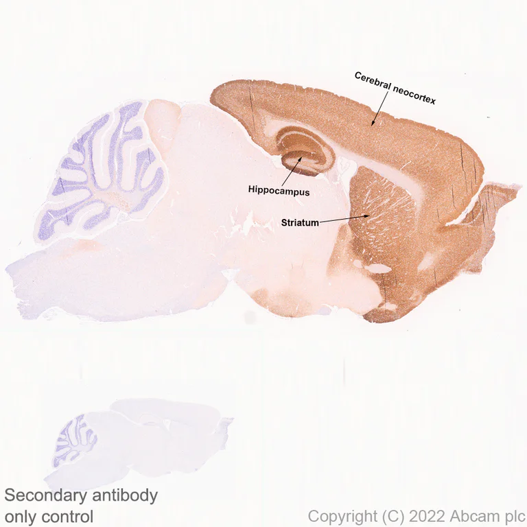 Immunohistochemistry - Anti-ICAM5 antibody [EPR25850-86] (BSA and Azide free) (AB302900)