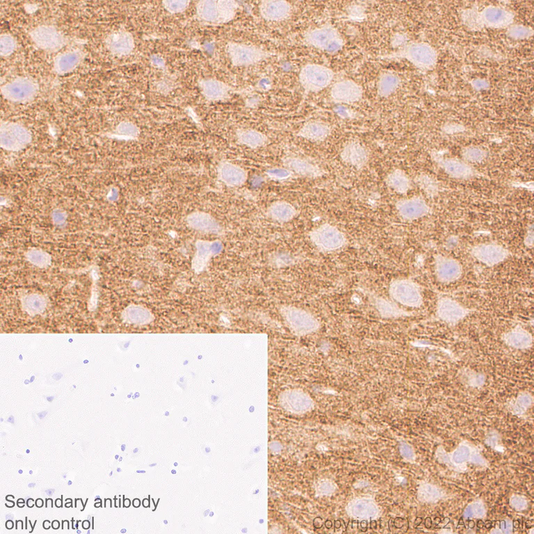 Immunohistochemistry - Anti-ICAM5 antibody [EPR25850-86] (BSA and Azide free) (AB302900)