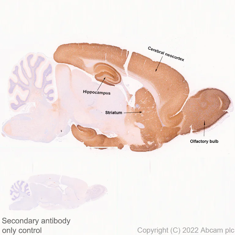 Immunohistochemistry - Anti-ICAM5 antibody [EPR25850-86] (BSA and Azide free) (AB302900)