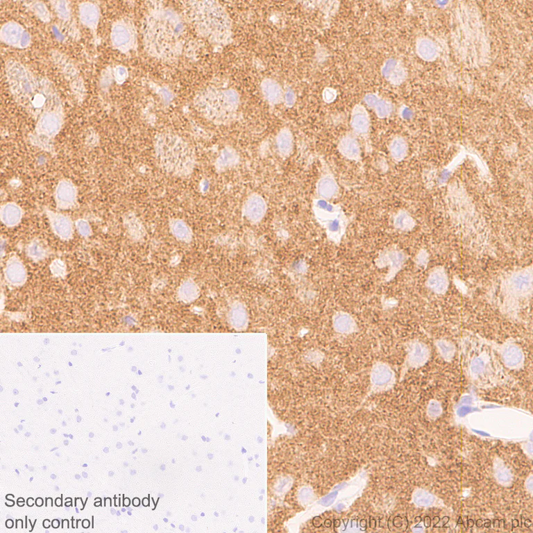 Immunohistochemistry - Anti-ICAM5 antibody [EPR25850-86] (BSA and Azide free) (AB302900)