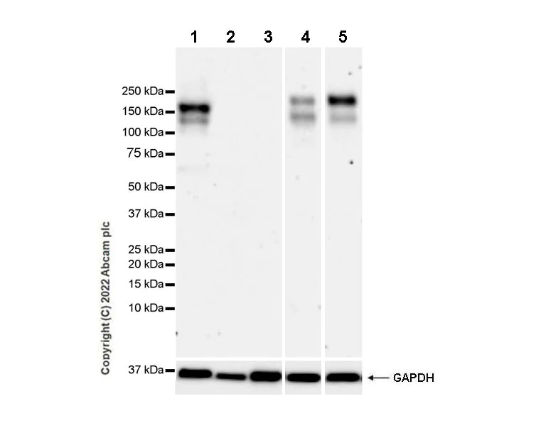 Western blot - Anti-ICAM5 antibody [EPR25850-86] (BSA and Azide free) (AB302900)
