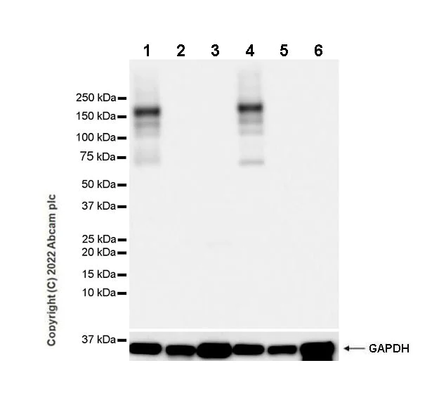Western blot - Anti-ICAM5 antibody [EPR25850-86] (BSA and Azide free) (AB302900)