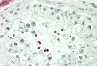 Immunohistochemistry (Formalin/PFA-fixed paraffin-embedded sections) - Anti-ICER antibody (AB230543)