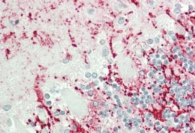Immunohistochemistry (Formalin/PFA-fixed paraffin-embedded sections) - Anti-ICER antibody (AB230543)