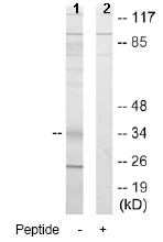 Western blot - Anti-ICER antibody (AB64832)