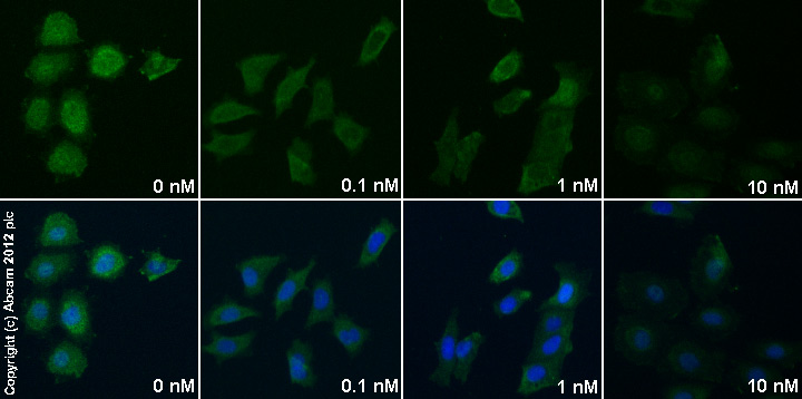 Functional Studies - ICI 182,780, Estrogen receptor antagonist (AB120131), expandable thumbnail