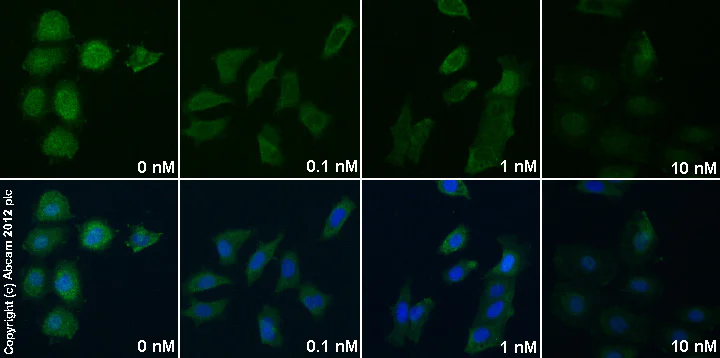 Functional Studies - ICI 182,780, Estrogen receptor antagonist (AB120131)
