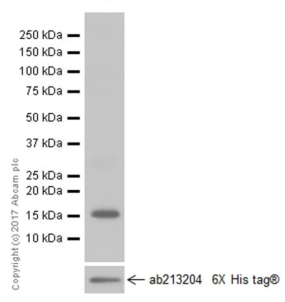 Western blot - Anti-ICOS antibody [EPR20560] (AB224644)