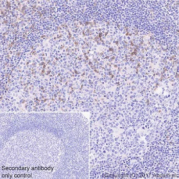 Immunohistochemistry (Formalin/PFA-fixed paraffin-embedded sections) - Anti-ICOS antibody [EPR20560] - BSA and Azide free (AB225577)