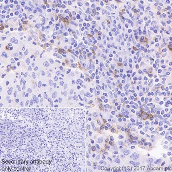 Immunohistochemistry (Formalin/PFA-fixed paraffin-embedded sections) - Anti-ICOS antibody [EPR20560] - BSA and Azide free (AB225577)