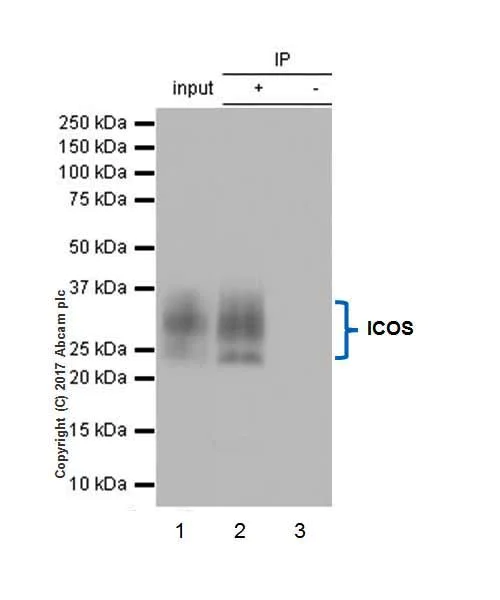 Immunoprecipitation - Anti-ICOS antibody [EPR20560] - BSA and Azide free (AB225577)