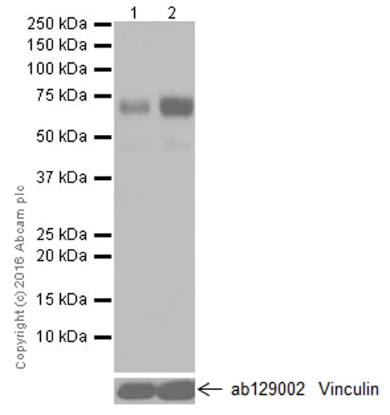 Western blot - Anti-ICOS Ligand/ICOSL antibody [EPR20240] (AB209262)