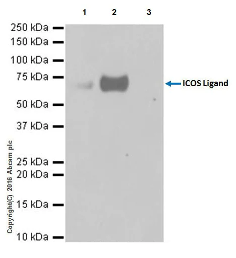 Immunoprecipitation - Anti-ICOS Ligand/ICOSL antibody [EPR20240] - BSA and Azide free (AB251502)