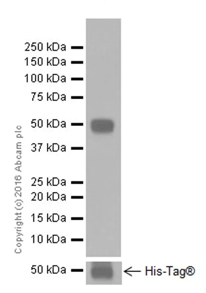 Western blot - Anti-ICOS Ligand/ICOSL antibody [EPR20240] - BSA and Azide free (AB251502)