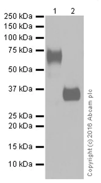 Western blot - Anti-ICOS Ligand/ICOSL antibody [EPR20240] - BSA and Azide free (AB251502)