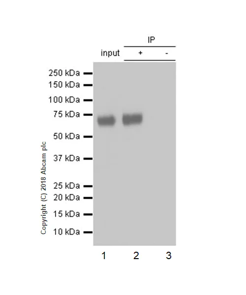 Immunoprecipitation - Anti-ICOS Ligand/ICOSL antibody [EPR20786] (AB230946)