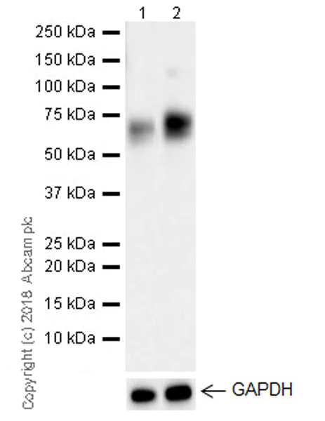 Western blot - Anti-ICOS Ligand/ICOSL antibody [EPR20786] (AB230946)