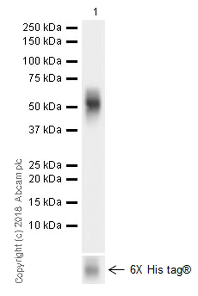 Western blot - Anti-ICOS Ligand/ICOSL antibody [EPR20786] (AB230946)