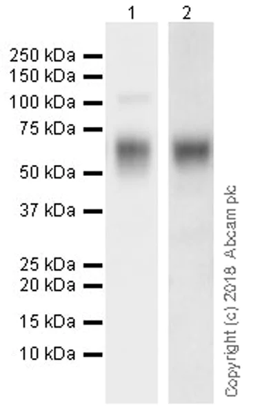 Western blot - Anti-ICOS Ligand/ICOSL antibody [EPR20786] (AB230946)
