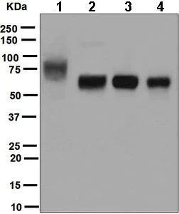 Western blot - Anti-ICOS Ligand/ICOSL antibody [EPR6071] - BSA and Azide free (AB248080)