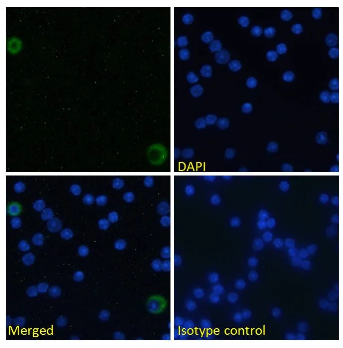 Immunocytochemistry/ Immunofluorescence - Anti-ICOS Ligand/ICOSL antibody [HK53] (AB245678)