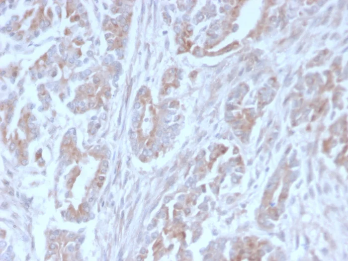 Immunohistochemistry (Formalin/PFA-fixed paraffin-embedded sections) - Anti-ICOS Ligand/ICOSL antibody [ICOSL/3111] (AB257321)