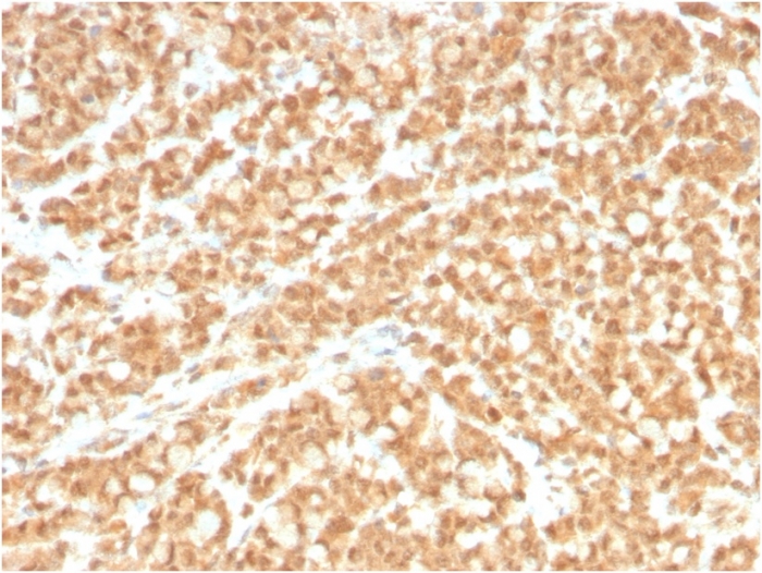 Immunohistochemistry (Formalin/PFA-fixed paraffin-embedded sections) - Anti-ICOS Ligand/ICOSL antibody [ICOSL/3260] (AB268059)
