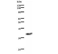 Western blot - Anti-Id1 antibody [2456C1a] (AB66495), expandable thumbnail