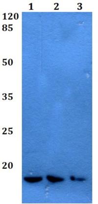 Western blot - Anti-Id1 antibody (AB192303), expandable thumbnail