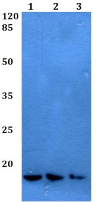 Western blot - Anti-Id1 antibody (AB192303)