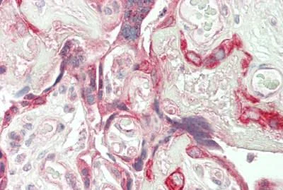 Immunohistochemistry (Formalin/PFA-fixed paraffin-embedded sections) - Anti-Id1 antibody (AB230679)