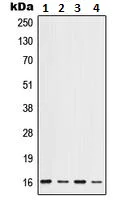 Western blot - Anti-Id1 antibody (AB230679)