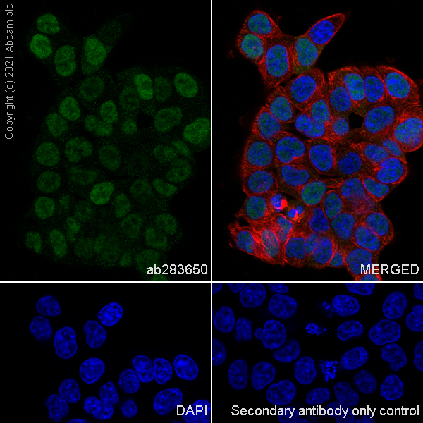 Immunocytochemistry/ Immunofluorescence - Anti-Id1 antibody [EPR24304-18A] (AB283650)