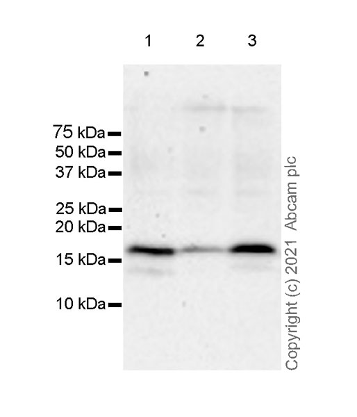 Western blot - Anti-Id1 antibody [EPR24304-18A] (AB283650)