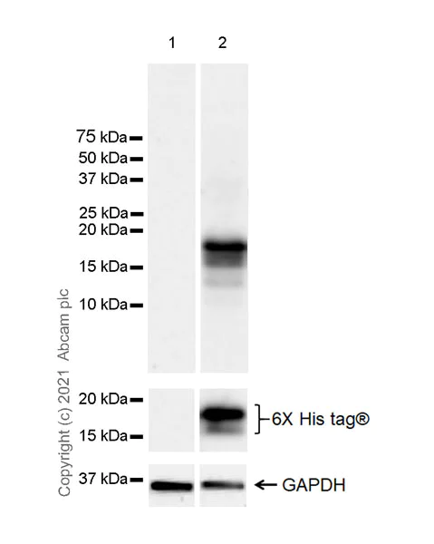 Western blot - Anti-Id1 antibody [EPR24304-18A] (AB283650)